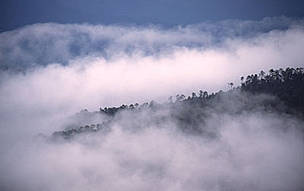 Cloud forest Sierra Madre, Oaxaca, Mexico / ©: WWF-Canon / Edward PARKER / ©: WWF-Canon / Edward PARKER