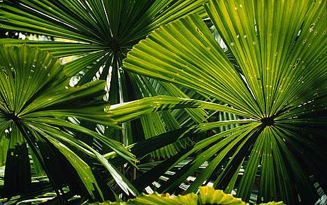 © WWF-SPPO rel=