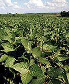 Soybeans
Glycine soja
Paraná, Brazil.
Soya or Soy beans (Glycine soja) plantation,
Paraná, Brazil
