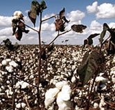 Cotton field, Mato Grosso, Brazil. 
	&copy; WWF / Michel GUNTHER