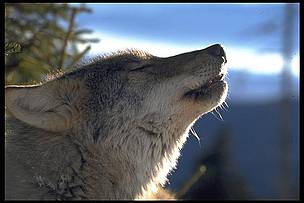 Carpathian wolf.
© B&C Promberger
© B&C Promberger