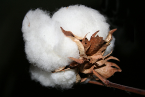 Cotton on the trunk.
© Stephanie Berghaeuser Cotton on the trunk.
© Stephanie Berghaeuser