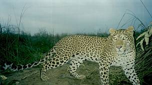 Leopard captured by a camera trap. Babai Valley, Bardia National Park, Nepal.
© WWF Nepal Leopard captured by a camera trap. Babai Valley, Bardia National Park, Nepal.
© WWF Nepal