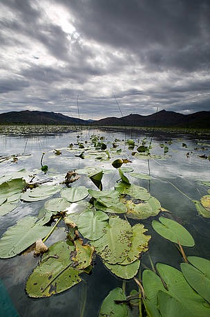Hutovo blato, Bosna i Herzegovina
© Edward Parker / WWF
© Edward Parker / WWF