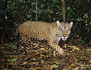 Jaguar (Panthera onca): Jaguars are threatened by habitat loss and retaliatory killings by ranchers ...
© BRIT / WWF-AREAS_Amazonia Jaguar
© BRIT / WWF-AREAS_Amazonia