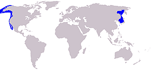 Gray whale distribution (in blue).
© Wikipedia Gray whale distribution.
© Wikipedia