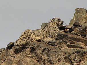 Ирвэс
© Д.Цэвээнравдан WWf Mongolia
© Д.Цэвээнравдан WWf Mongolia