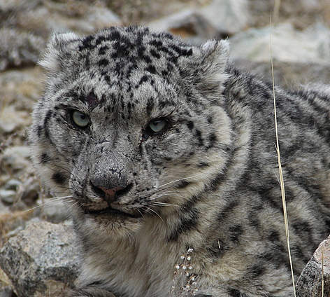Snow leopard
© Д.Цэвээнравдан WWF Mongolia rel=