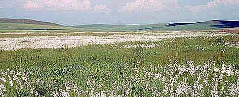 Moorland in the Daurian Steppe Mongolia.
© WWF / Hartmut JUNGIUS Moorland in the Daurian Steppe Mongolia. rel=