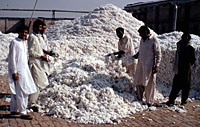 Cotton factory, Faisalabad, Pakistan.
© WWF / Mauri RAUTKARI Cotton factory, Faisalabad, Pakistan.
© WWF / Mauri RAUTKARI