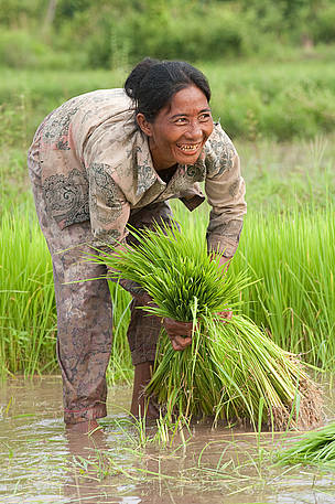 Rice is easily the most important agricultural product grown in the floodplains of the Cambodian ...
© Gordon Congdon / WWF-Cambodia
© Gordon Congdon / WWF-Cambodia