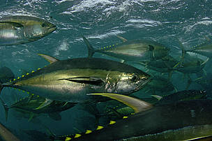 Atunes aleta amarilla (Thunnus albacares)
© © Brian J. Skerry / National Geographic Stock / WWF
© © Brian J. Skerry / National Geographic Stock / WWF