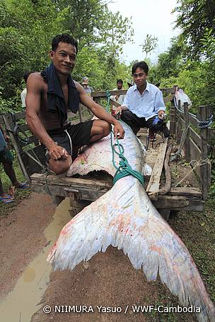 Fishermen sometimes still capture Mekong giant catfish in the Cambodian section of the Mekong River.
© Niimura Yasuo / WWF-Cambodia
© Niimura Yasuo / WWF-Cambodia