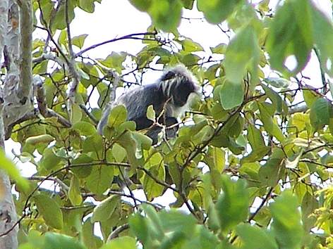 Germain's silver langur in Cambodia's Eastern Plains Landscape
© Phan Channa / WWF-Cambodia rel=