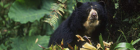 Tremarctos ornatus, Peru.
© WWF / EDWARD PARKER rel=