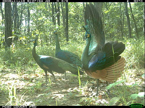 Green peafowl are globally endangered but still regularly photographed by camera traps in Phnom ...
© GDANCP / WWF-Cambodia rel=