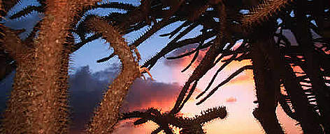 Spiny forest, Madagascar rel=