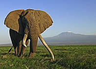 Afrički slon (Loxodonta africana)
© Martin Harvey / WWF
© Martin Harvey / WWF