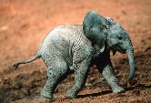 African elephant, Loxodonta africana.
© WWF / Martin HARVEY
© WWF / Martin HARVEY
