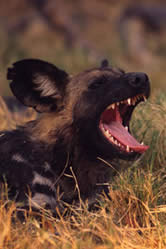African wild dog (Lycaon pictus) yawning, Okavango Delta, Botswana.
© WWF / Martin HARVEY
© WWF / Martin HARVEY