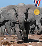 African elephant charging.
