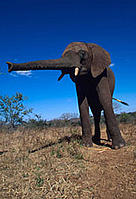 The African elephant (Loxodonta africana) is the world's largest land mammal.
© WWF / Martin Harvey
© WWF / Martin Harvey