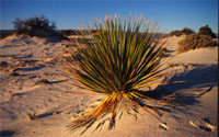 Chihuahuan Desert: an ecoregion
© WWF / Edward Parker
© WWF / Edward Parker