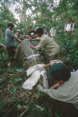 To reduce conflict with people and pressure on protected areas, WWF is involved in efforts to ...
© Jeff Foott / WWF
© Jeff Foott / WWF