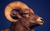 Dall sheep (Ovis dalli).
© WWF / Ronald PETOCZ Dall sheep (Ovis dalli).
© WWF / Ronald PETOCZ