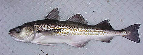 Alaska pollock or walleye pollock (Theragra chalcogramma)
© US National Oceanic and Atmospheric Administration rel=