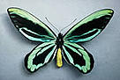 Queen Alexandra birdwing (Ornithoptera alexandrae).