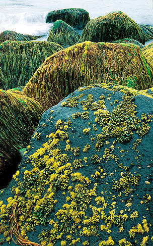 Algae on rocky shore St. Paul Island, Pribilof Islands, Alaska
© WWF / Kevin Schafer
© WWF / Kevin Schafer