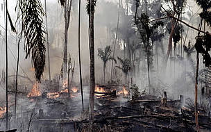 The combination of climate change and deforestation increases the drying effect of dead trees that ... / ©: WWF-Canon / Mauri Rautkari / ©: WWF-Canon / Mauri Rautkari