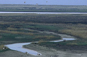 Most water from the Amu Darya River – Central Asia's longest river – is used for irrigation of ...
© Hartmut Jungius / WWF
© Hartmut Jungius / WWF
