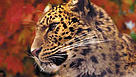 Amur leopard (Panthera pardus orientalis).