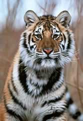 Amur tiger (Panthera tigris altaica) © WWF / KLEIN & HUBERT Amur tiger (Panthera tigris altaica)