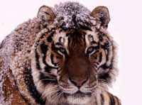 Amur tiger (Panthera tigris altaica).
© WWF / Kevin Schafer Amur tiger (<I>Panthera tigris altaica</I>).
© WWF / Kevin Schafer