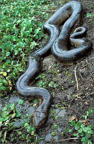 The first new anaconda species identified since 1936. Described in 2002 from Bolivia’s north-eastern Amazon province, and then found also in the floodplains of Bolivia’s Pando province, the 4 meter long Eunectes beniensis was initially believed to be the result of hybridization between green and yellow anacondas, but was later determined to be a distinct species.
