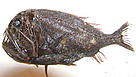 Deep-sea angler fish collected by a scientific trawl at a depth of over 1,000m in the Porcupine Seabight, North East Atlantic Ocean.