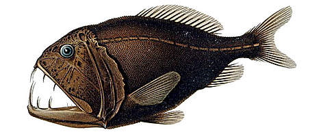 Fangtooth or Ogrefish (Anoplogaster cornuta)
© A. Brauer rel=
