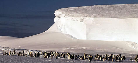 Emperor penguin (Aptenodytes forsteri) colony, Dawson-Lambton Glacier, Antarctica.
© WWF / Fritz PÖLKING Emperor penguin (<i>Aptenodytes forsteri</i>) colony, Dawson-Lambton Glacier, ... rel=