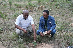 Appolinaire Razafimahatratra et Blaise Rafamantanantsoa discutent d'un jeune arbre récemment planté ...
© Air France / Nicolas Petteau
© Air France / Nicolas Petteau