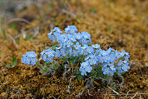 Arctic forget-me-not, Lena-Delta, Russia © WWF / Hartmut Jungius Arctic forget-me-not, Lena-Delta, Russia