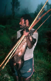 Hatam people are unrestricted for traditional hunting with bow and arrow. This man has caught a ...
© WWF / Ian CRAVEN
© WWF / Ian CRAVEN