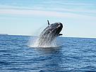 Southern Whale, Argentina