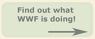 Find out what WWF is doing!
© WWF
© WWF