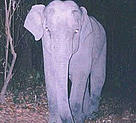 A camera trap captures an elephant's attention. A few camera traps are destroyed each year by camera shy elephants, but WWF has been relatively lucky to have lost so few