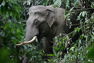 WWF Bhutan/Asiatic Elephant
© WWF Bhutan
© WWF Bhutan