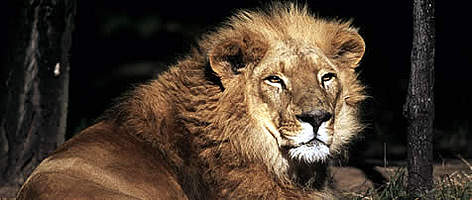 Asiatic lion (Panthera leo persica). / ©: WWF-Canon / Martin HARVEY rel=