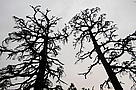 Silhouette of dead Atlantic cedar (Cedrus atlantica). WWF is organising training courses for foresters, NGOs, and local communities on the threats to and current conservation status of the Atlantic cedar forests. Middle Atlas, Morocco.